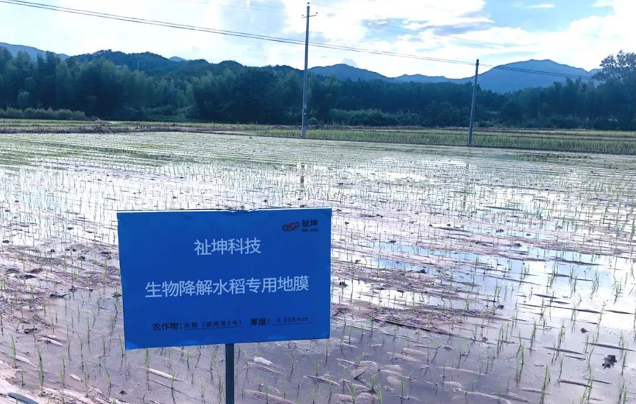三明市水稻种植积极应用祉坤生物降解覆膜技术