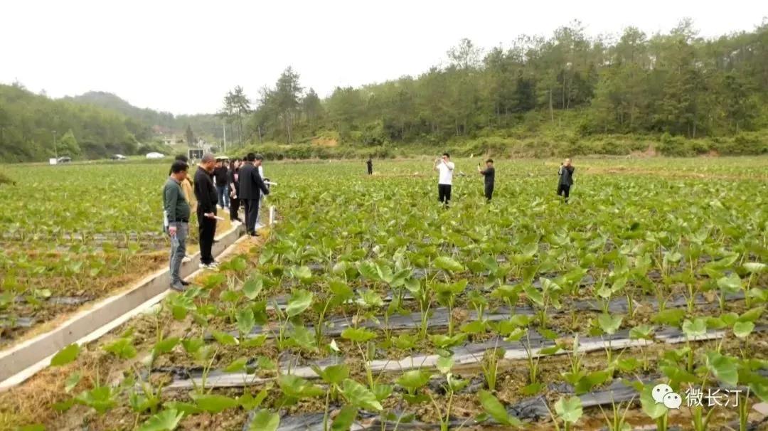 长汀县举办生物全降解地膜对比试验现场观摩会