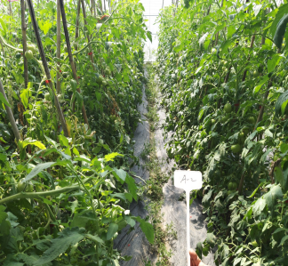 西红柿地膜应用
